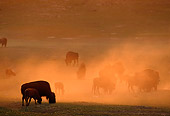 MAM 26 TL0012 01
Bison Herd Grazing In Dust At Sunrise
