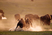 MAM 26 TL0013 01
Two Bison Bulls Fighting In Dust