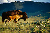 MAM 26 TL0015 01
Profile Of American Bison Calf Nuzzing Mother In Field Mountain Background