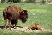 MAM 26 TL0016 01
American Bison Calf Laying Near Mother In Green Field