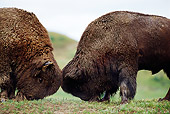 MAM 26 TL0018 01
Two American Bison Bulls Butting Heads