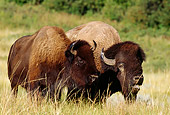 MAM 26 TL0019 01
American Bison Bull Courting Cow In Pasture