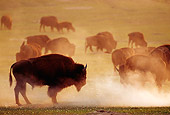 MAM 26 TL0020 01
Silhouette Profile Of American Bison Bull And Herd On Dusty Plain