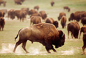 MAM 26 TL0021 01
Profile Of American Bison Bull Running Among Herd On Plains