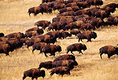 MAM 26 TL0022 01
Overhead Shot Of American Bison Herd Stampeding Across Dry Plains
