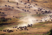 MAM 26 TL0023 01
Overhead Shot Of American Bison Herd Stampeding Across Dry Plains