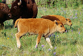 MAM 26 TL0024 01
American Bison Calves Walking In Green Field