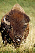 MAM 26 TL0026 01
Head Shot Of American Bison Bull Standing In Green Field