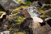 MAM 27 MC0001 01
Collared Pika Sitting On Moss Covered Rocks Alaska