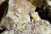 MAM 27 MC0002 01
American Pika Sitting In Rock Pile Yellowstone National Park
