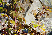 MAM 27 MC0004 01
American Pika Collecting Wild Rose For Winter Haystack Yellowstone National Park