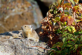 MAM 27 MC0005 01
American Pika Collecting Wild Rose For Winter Haystack Yellowstone National Park