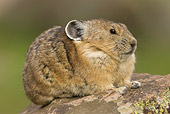 MAM 27 NE0001 01
American Pika Sitting On Rock