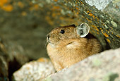 MAM 27 RF0009 01
Pika Sitting Among Rocks Colorado