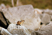 MAM 27 TL0002 01
Profile Of A Pika Vocalizing On Rock