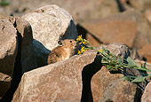 MAM 27 TL0004 01
Pika Sniffing FLowers On Rock