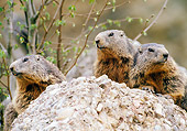 MAM 29 GL0001 01
Close-Up Of Three Alpine Marmots Sitting On Rock