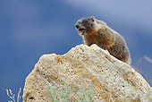 MAM 29 WF0001 01
Yellow-Bellied Marmot Standing On Rock Calling In Warning To Others