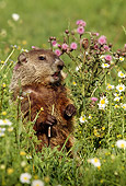 MAM 29 LS0001 01
Woodchuck Standing In Meadow Of Lavander And White Flowers