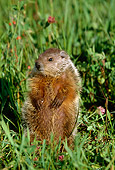 MAM 29 LS0002 01
Woodchuck Standing In Meadow