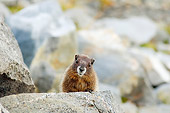 MAM 29 SK0001 01
Hoary Marmot Sitting On Rock