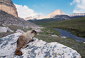 MAM 29 TL0001 01
Hoary Marmot On Rock