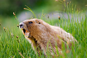 MAM 29 TL0002 01
Olympic Marmot In Grass