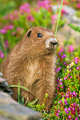MAM 29 TL0003 01
Olympic Marmot By Flowers
