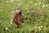 MAM 29 TL0004 01
Woodchuck Standing Among Grass And Flowers