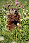 MAM 29 TL0005 01
Woodchuck Whistling In Meadow Of Lavander And White Flowers