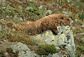MAM 29 TL0006 01
Profile Of Olympic Marmot Laying On Rock