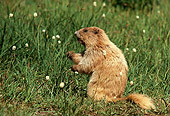 MAM 29 TL0007 01
Profile Of Olympic Marmot Eating On Grass