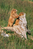 MAM 29 TL0008 01
Profile Of Two Olympic Marmots Standing On Tree Trunk In Field