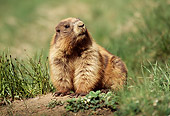 MAM 29 TL0009 01
Portrait Of Olympic Marmot Standing On Dirt Mound In Field