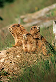 MAM 29 TL0010 01
Three Olympic Marmots Standing On Dirt Mound On Hillside