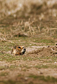 MAM 29 TL0011 01
Head Shot Of Yellow-bellied Marmot Peeking Out Of Den