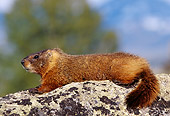 MAM 29 TL0012 01
Profile Of Yellow-bellied Marmot Laying On Rock