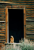 MAM 29 TL0013 01
Yellow-bellied Marmot Standing In Open Doorway Of Cabin