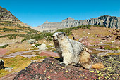 MAM 29 TL0014 01
Hoary Marmot Sitting On Rock By Mountains Blue Sky Montana