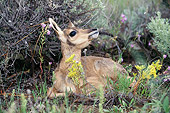 MAM 33 BA0001 01
Pronghorn Antelope Fawn Laying In Twigs By Yellow And Pink Flowers