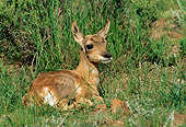 MAM 33 TK0001 01
Pronghorn Fawn Hiding In Grass Rocky Mountains