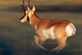 MAM 33 TL0002 01
Pronghorn Antelope Running