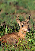 MAM 33 TL0003 01
Portrait Of Pronghorn Antelope Fawn Laying On Grass