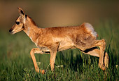 MAM 33 TL0004 01
Portrait Of Pronghorn Antelope Fawn On Grass