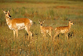 MAM 33 TL0005 01
Pronghorn Antelope Doe And Fawn On Pasture