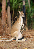 MAM 35 MH0001 01
Agile Wallaby Mother With Joey In Pouch