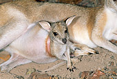 MAM 35 MH0002 01
Agile Wallaby Mother Resting On Sand With Joey In Pouch