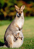 MAM 35 MH0003 01
Red-Necked Wallaby Standing On Grass With Joey In Pouch