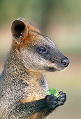MAM 35 MH0004 01
Portrait Of Swamp Wallaby Holding Leaf Australia