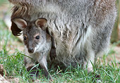 MAM 35 GR0001 01
Wallaby Joey Peeking Out Of Mother's Pouch